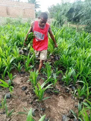 Plant Once, Harvest for Years