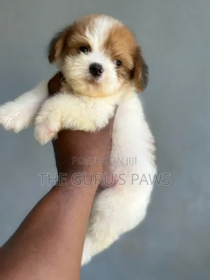 1-3 months Female Purebred Lhasa Apso