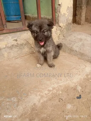 1-3 months Female Purebred Caucasian Shepherd