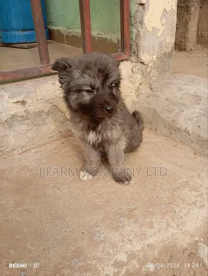 1-3 months Female Purebred Caucasian Shepherd