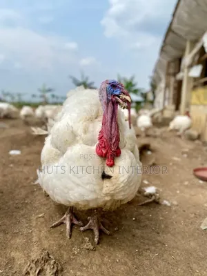 Live Turkey