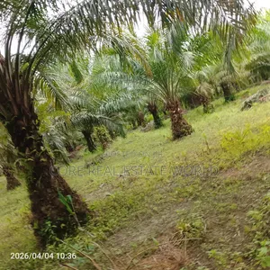 19 Plots of Fruiting Palm Trees
