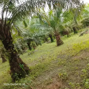 19 Plots of Fruiting Palm Trees, Delta State