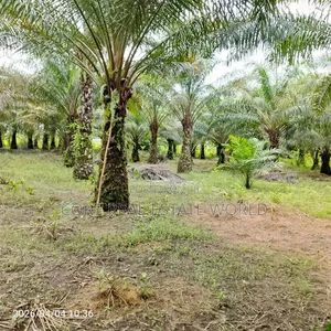 19 Plots of Fruiting Palm Trees