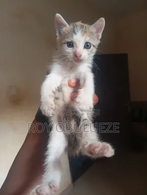 1-3 months Female Purebred American Shorthair
