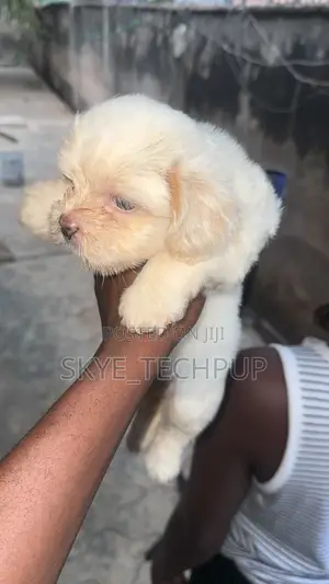 1-3 months Female Purebred Lhasa Apso
