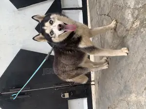 1+ year Male Purebred Siberian Husky