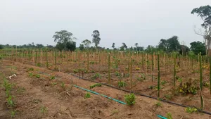Farm Management ​Reliable Agric Labor Farm Hand Services