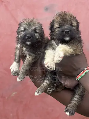 1-3 months Female Purebred Caucasian Shepherd