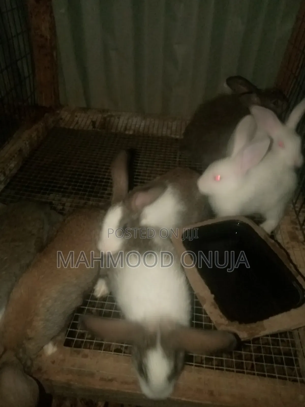 Rabbit for Sale