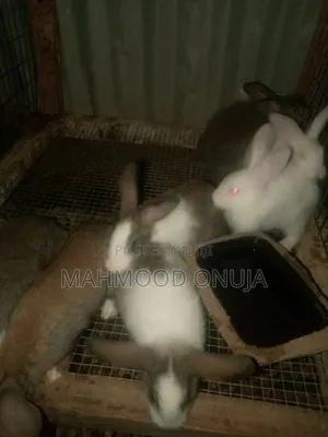 Rabbit for Sale