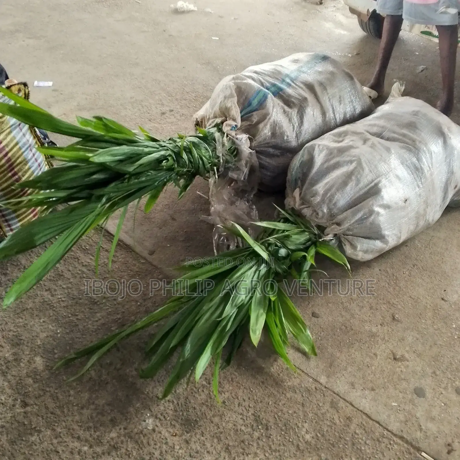 Hybrid Tenera Palm Seedlings