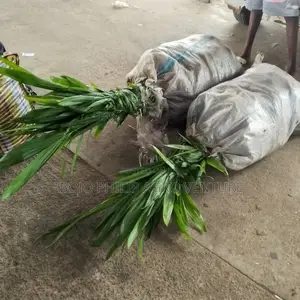 Hybrid Tenera Palm Seedlings