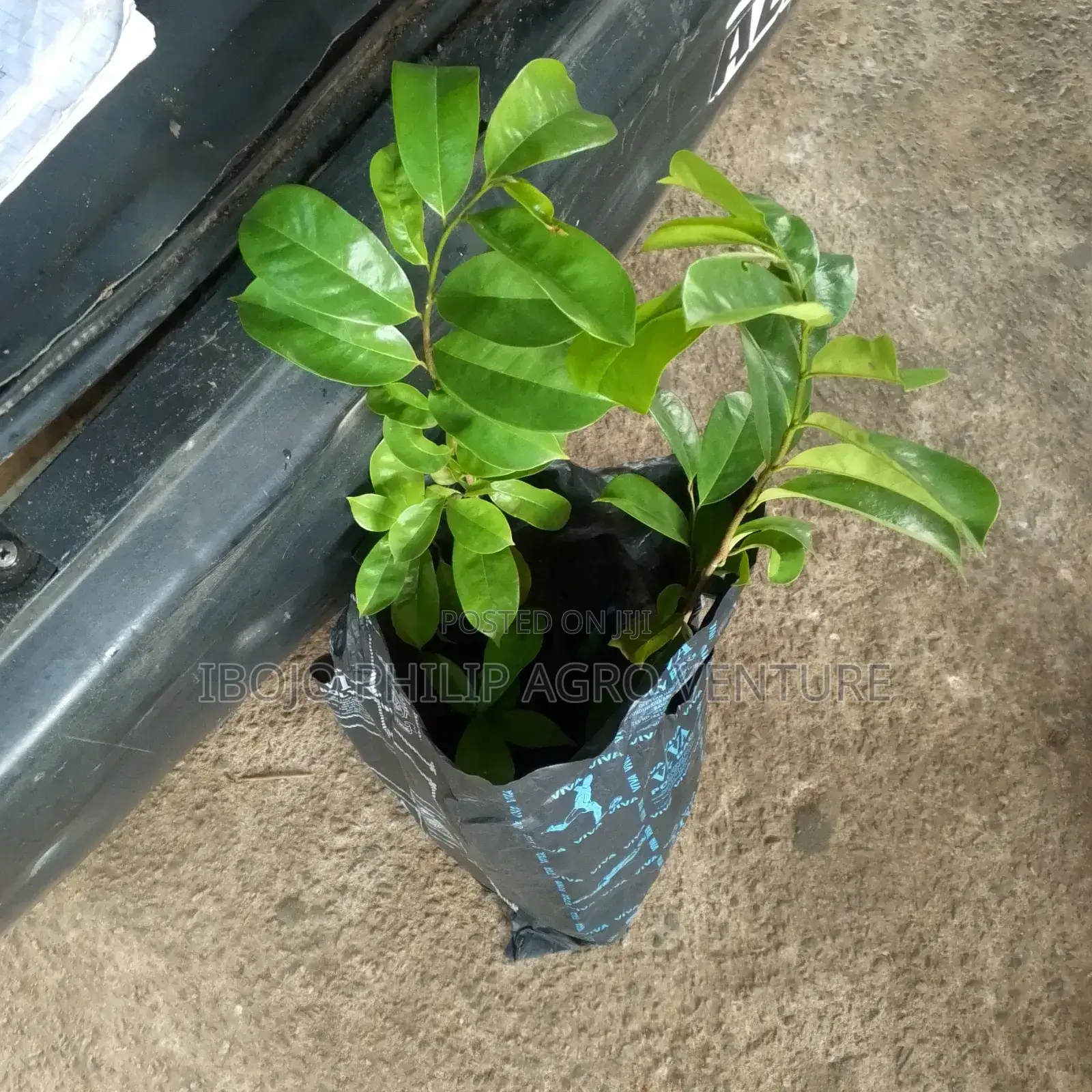 Hybrid Palm Seedlings, Sprouted Seed, Coconut