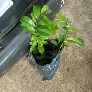 Hybrid Palm Seedlings, Sprouted Seed, Coconut
