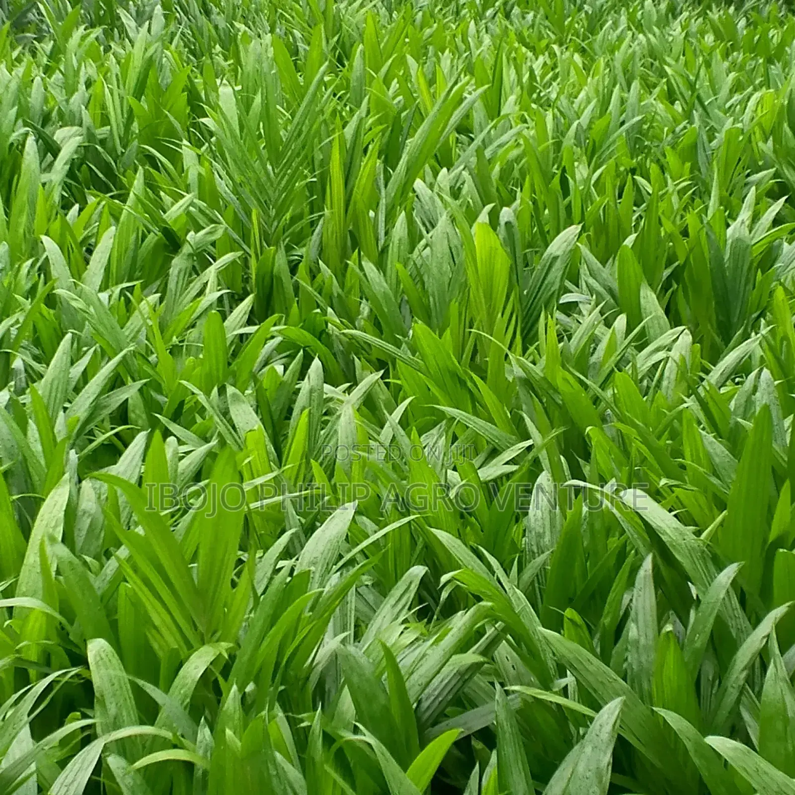 Hybrid Palm Seedlings, Sprouted Seed, Coconut