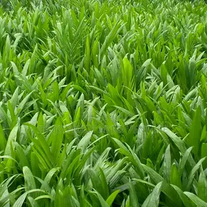 Hybrid Palm Seedlings, Sprouted Seed, Coconut