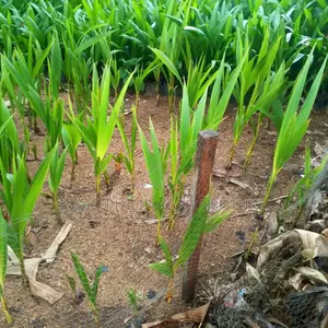 Hybrid Palm Seedlings, Sprouted Seed, Coconut
