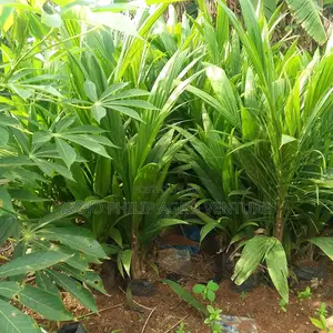 Hybrid Palm Seedlings, Sprouted Seed, Coconut