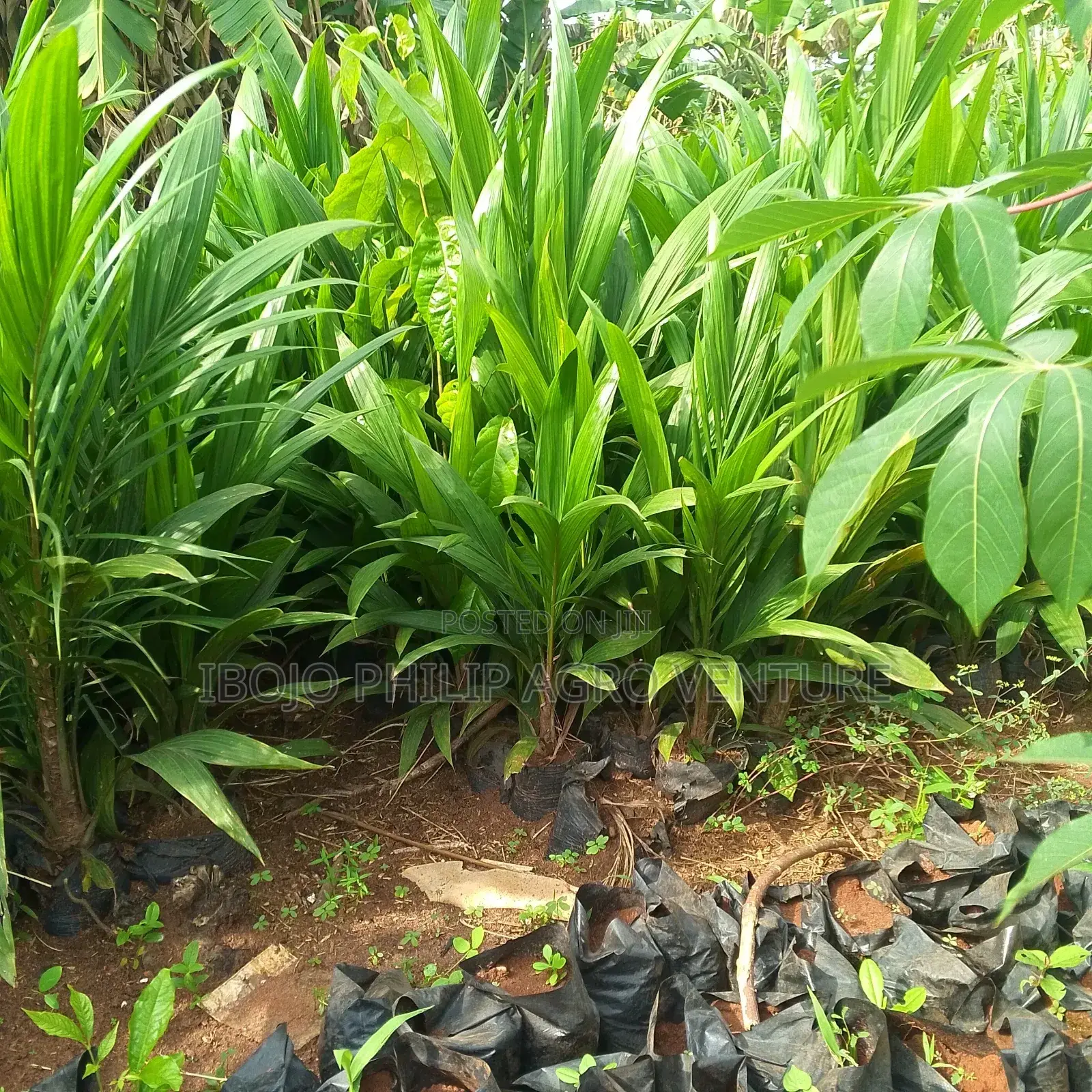Hybrid Palm Seedlings, Sprouted Seed, Coconut