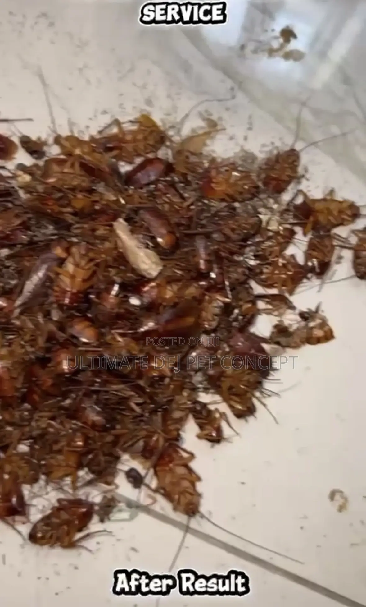 Fumigation And Pest Control Services