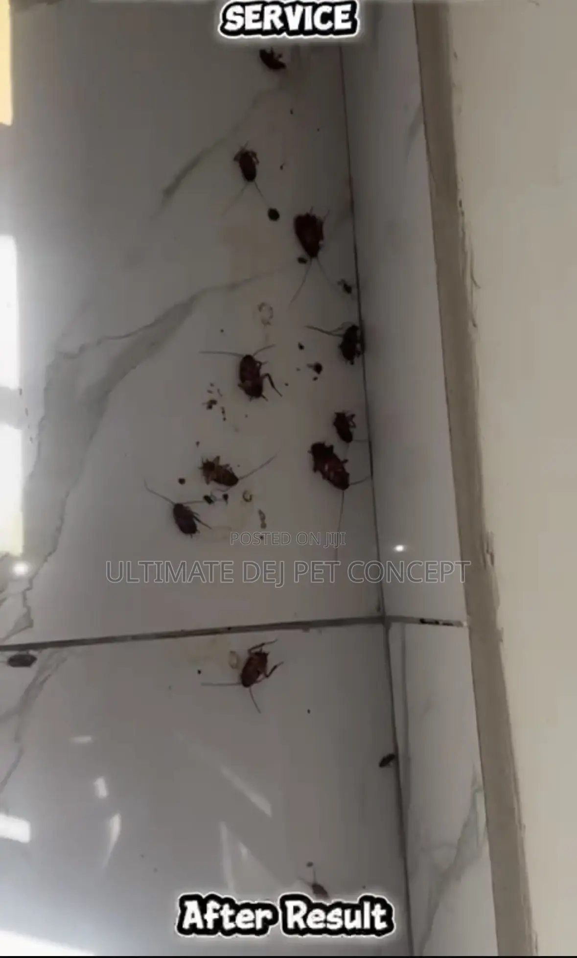 Fumigation And Pest Control Services
