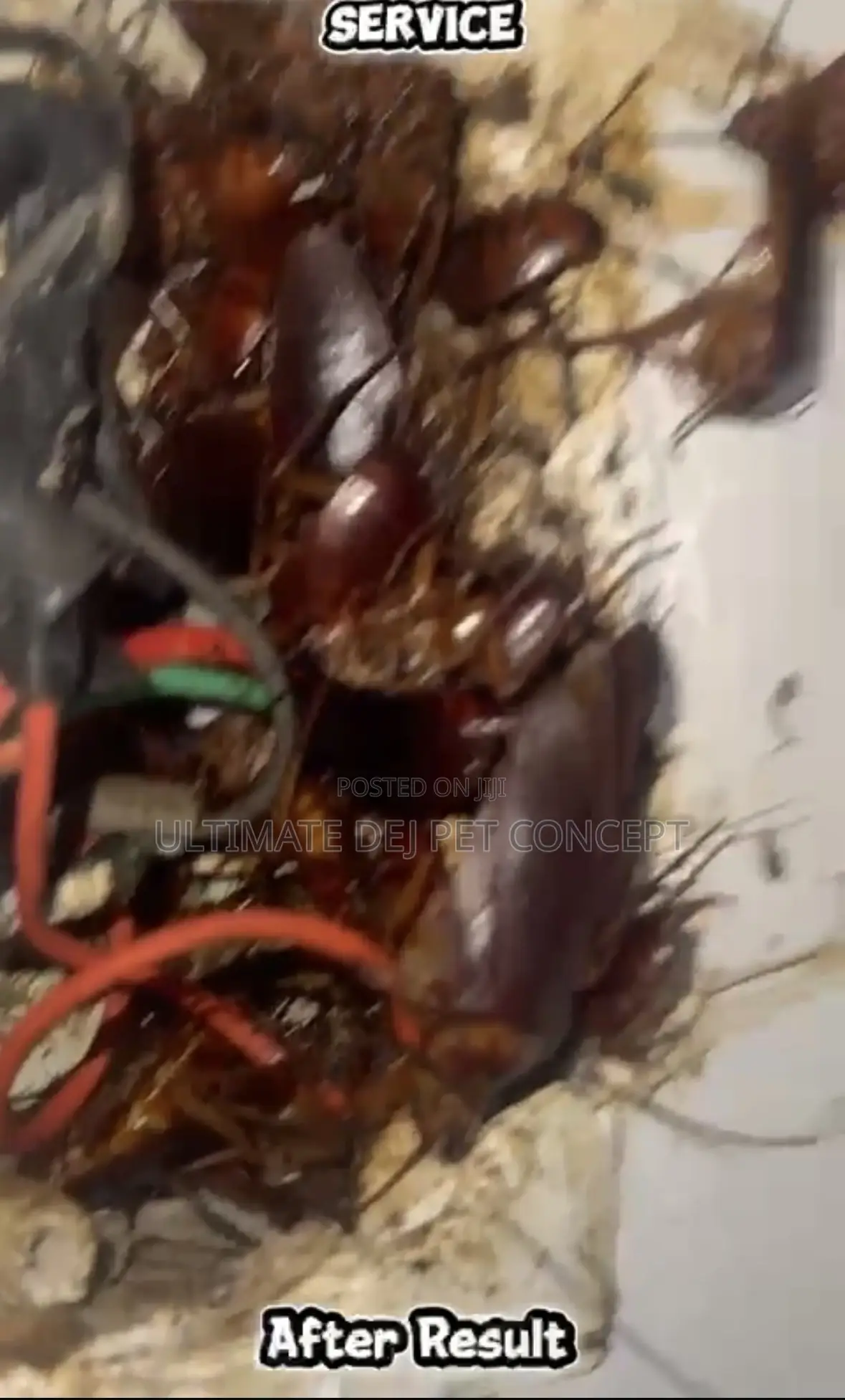 Fumigation And Pest Control Services
