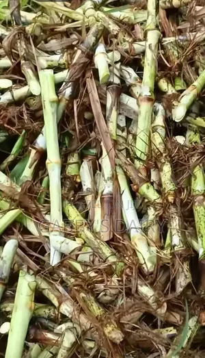 Super Napier Cuttings