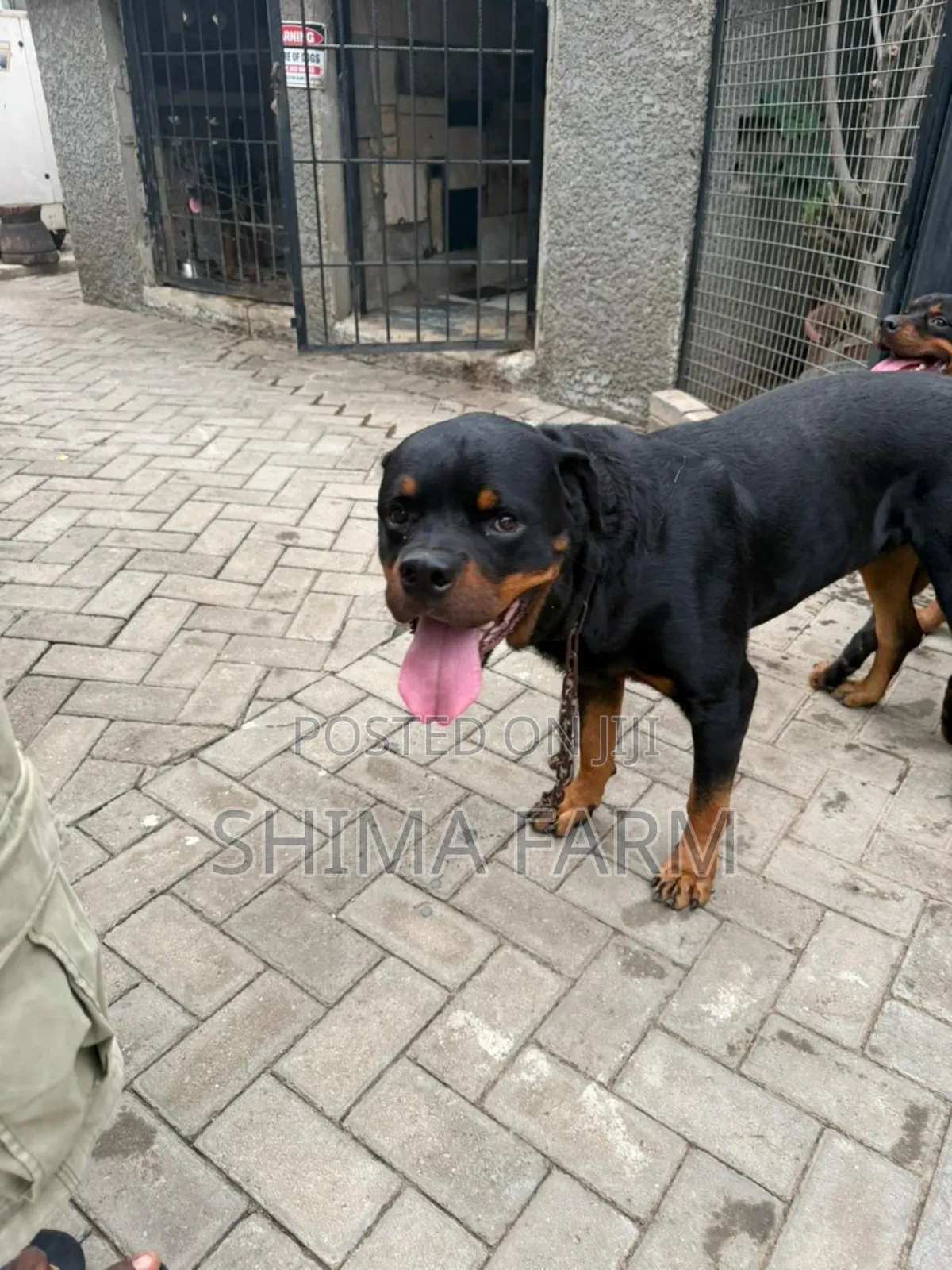 1+ year Male Purebred Rottweiler for sale - SHIMA FARM Price: ₦ 90,000 ...
