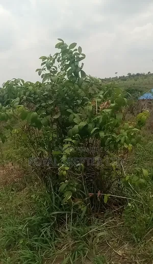 Promo: Full Acre (6 Plots,648/Plot) in Ilaro – Now ₦4.5m (Was ₦4.8m!)