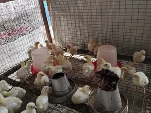 3 Weeks Old Broiler Chicken