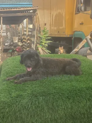 1+ year Female Purebred Poodle
