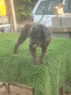 1+ year Female Purebred Poodle