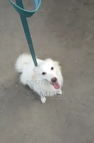 1+ year Female Purebred American Eskimo