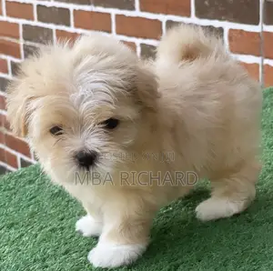 1-3 months Female Purebred Lhasa Apso
