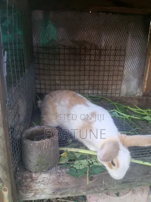 Male Rabbits