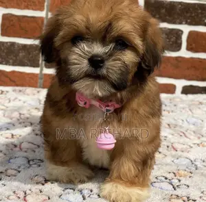 1-3 months Female Purebred Lhasa Apso