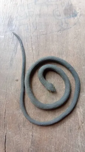 Rubber Snake for Prank