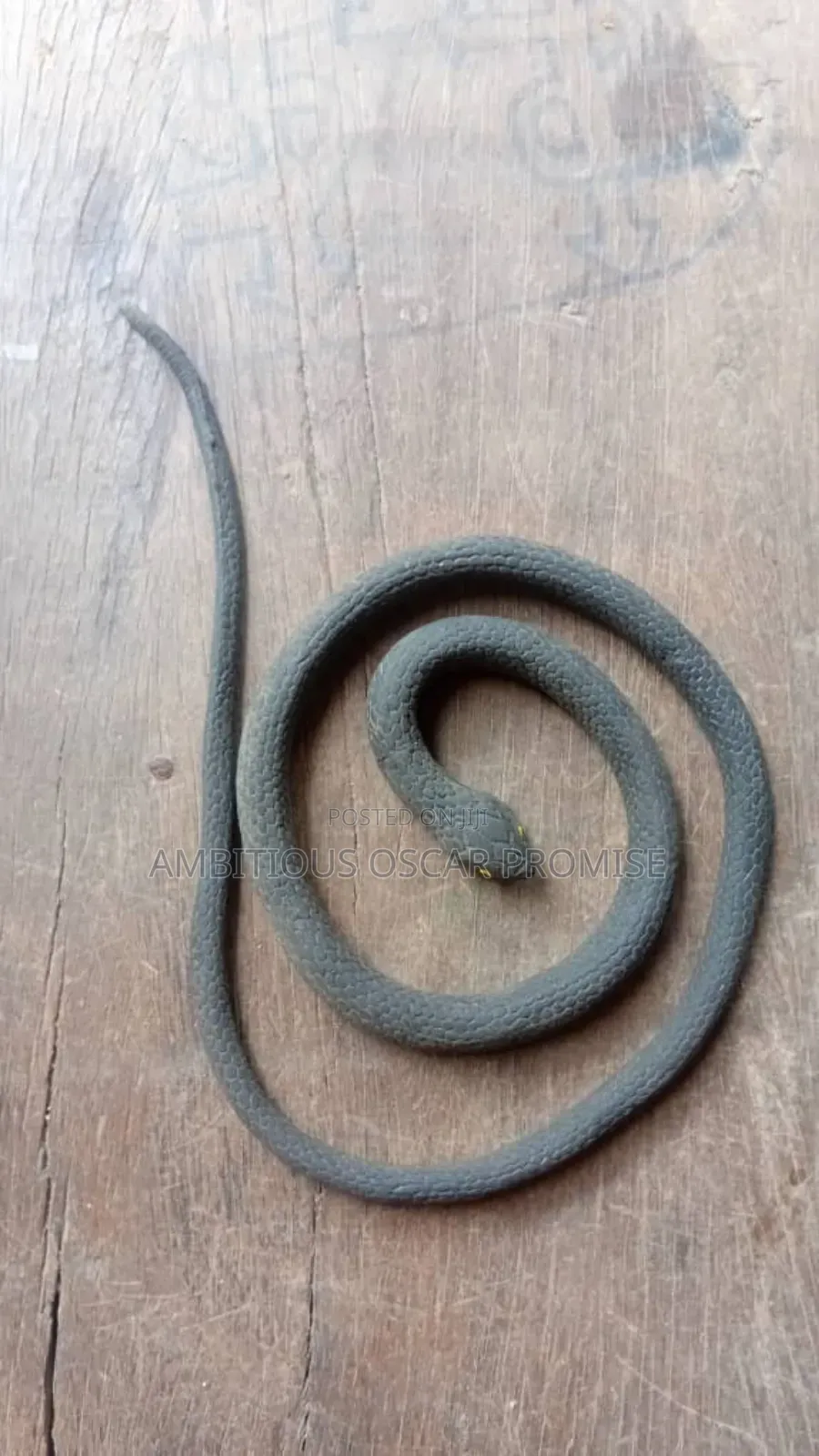Rubber Snake for Prank
