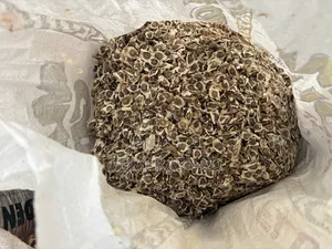 Moringa Seed