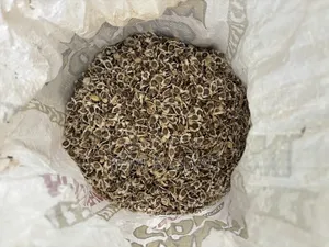 Moringa Seed