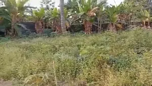 1 Plot of Land for Sale