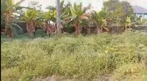 1 Plot of Land for Sale