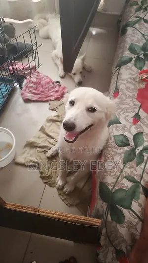 3-6 months Male Purebred American Eskimo