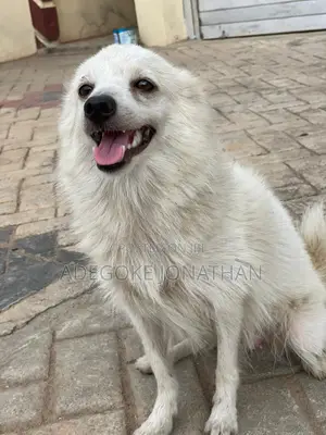 1+ year Female Purebred American Eskimo