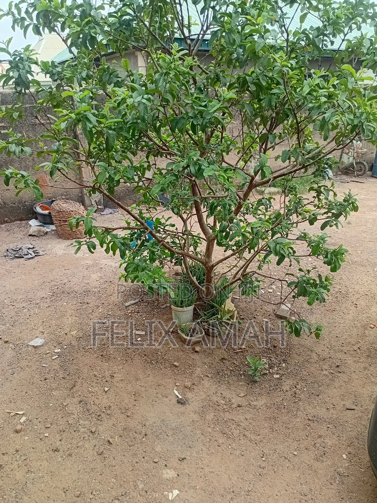 Land for Rent