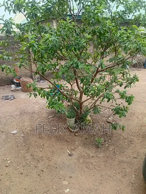 Land for Rent