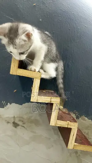 1-3 months Female Mixed Breed Turkish Angora