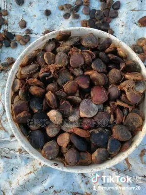 Calabar Broad Leaf Ugwu Seeds