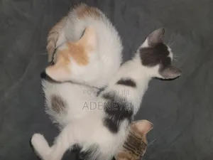 0-1 month Male Purebred American Shorthair